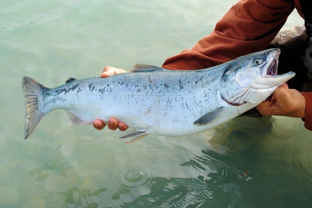 Omega-3 – mistä on oikeasti näyttöä ja kenelle se sopii